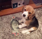 �t��ata t��barevn�ho b�gla k adopci