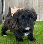 havanese tata k adopci