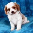 Cavapoo �t��ata k adopci