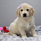 ZDRAV� A O�KOVAN� �t���tka zlat�ho retr�vra k adopci.