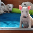 kr�sn� �t���tka anglick�ho bulteri�ra k adopci