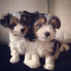 Roztomilá a krásná miniaturní štěňátka yorkie Biewer na prodej. Roztomilá a krásná miniaturní štěňátka yorkie Biewer na prodej.