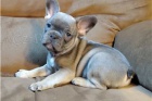 Ohromující štěňata francouzského buldočka. Ohromující štěňata francouzského buldočka.