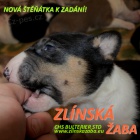 �t���tka bullterier