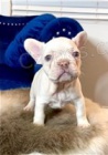 Štěňata francouzského buldočka. Štěňata francouzského buldočka.