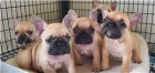 Štěňata francouzského buldočka. Štěňata francouzského buldočka.