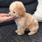 �t��ata trpasli��ho pudl�ka a feny k adopci