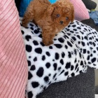 miniaturn� �t��ata pudl�ka a feny k adopci