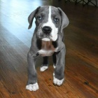 �t��ata n�meck� dogy k adopci. 