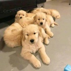 �t��ata zlat�ho retr�vra k adopci.