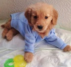 �t��ata zlat�ho retr�vra k adopci.