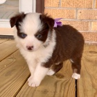 Kr�sn� a zdrav� �t��ata australsk�ho ov��ka k adopci