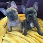 Kr�sn� �t��ata fenky a samce francouzsk�ho buldo�ka k adopci.