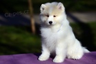 Samojed �t��ata