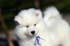 Samojed �t��ata