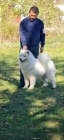 Samojed �t��ata
