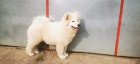 Samojed �t�n� na prodej