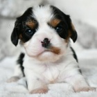 Prod�m �t�n� kaval�r King Charles �pan�l