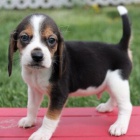 Prod�m �t�n� b�gla