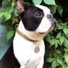 Bostonsk� teri�r �t��ata