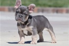 Štěňata francouzského buldočka. Štěňata francouzského buldočka.