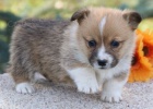 kr�sn� a and�lsk� �t��ata Pembroke Welsh Corgi na prodej.