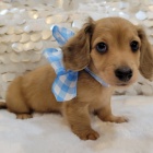 zdrav� �t��ata jezev��k� k adopci