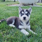 krásná žena a muž sibiřský husky s krásnýma modrýma očima k adopci. krásná žena a muž sibiřský husky s krásnýma modrýma očima k adopci.
