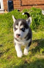 sibiřský husky s krásnýma modrýma očima k adopci. sibiřský husky s krásnýma modrýma očima k adopci.