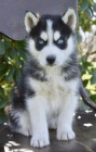 sibiřský husky s krásnýma modrýma očima k adopci. sibiřský husky s krásnýma modrýma očima k adopci.