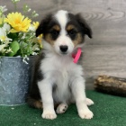 ttka australskho ovka k adopci