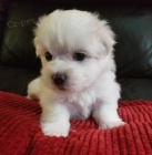 PRODÁM OČKOVANÁ miniaturní štěňata maltézáků. PRODÁM OČKOVANÁ miniaturní štěňata maltézáků.
