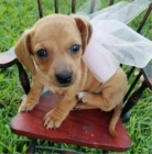 zdrav� a o�kovan� �t��ata jezev��k� k adopci