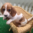 zdrav� a o�kovan� �t��ata jezev��k� k adopci