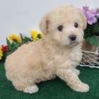 zdrav� a o�kovan� �t��ata pudla k adopci