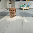 Zdrav� �t��ata MINI vycvi�en�ho pudla k ADOPCI. V�echna �t��ata jsou o�kovan� a od�erven�.