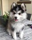 Kr�sn� �t��ata Pomskies k adopci (k��enec sibi�sk�ho a pomeraniana).