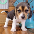 Prod�m kr�sn� a rozko�n� �t��ata b�gla.