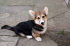 Vel�sk� Corgi Pembroke