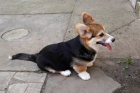 Vel�sk� Corgi Pembroke