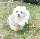 maltézská štěňata maltézská štěňata