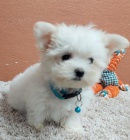 Nádherná maltézská štěňátka Nádherná maltézská štěňátka