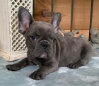 Štěňata francouzského buldočka. Štěňata francouzského buldočka.