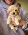  Kr�sn� Maltipoo �t��ata k dispozici
