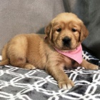 ZDRAV� A O�KOVAN� �t���tka zlat�ho retr�vra k adopci