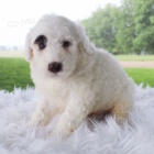 Prod�m rozko�n� �t��ata portugalsk�ho vodn�ho psa. �t��ata jsou v�echna o�kovan� a zdrav�