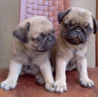 Prod�m kr�sn� a o�kovan� �t��ata mopse