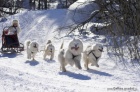 Samojed �t���tka s PP