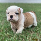 Prod�m �t��ata anglick�ho buldo�ka