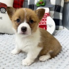 o�kovan� a od�erven� �t��ata Pembroke Welsh Corgi k adopci